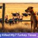 Hunting Dog Killed My7 Turkey Texas