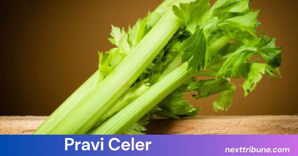 Pravi Celer