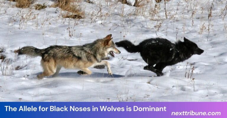 The Allele for Black Noses in Wolves is Dominant